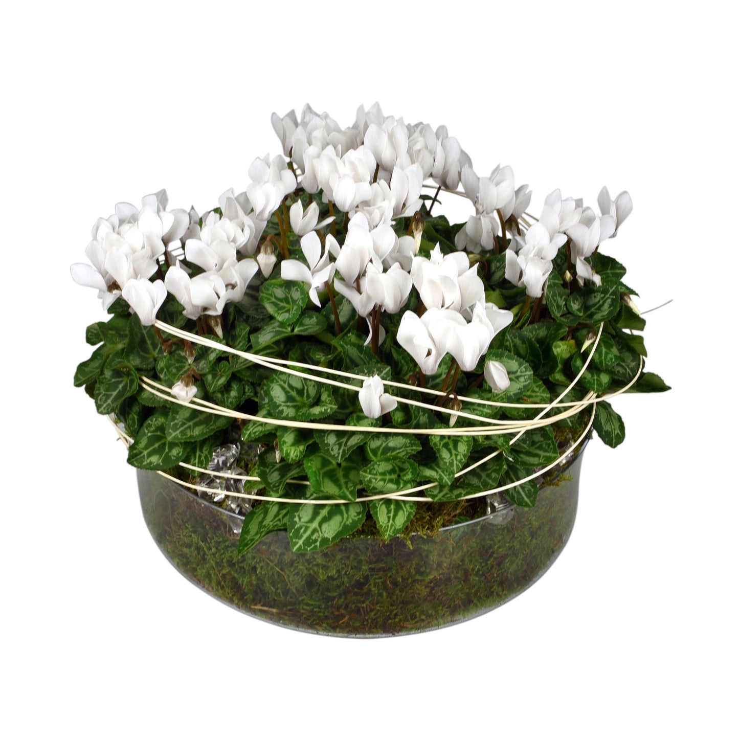 A round glass container with an arrangement of white cyclamen flowers and decorative moss and cane.