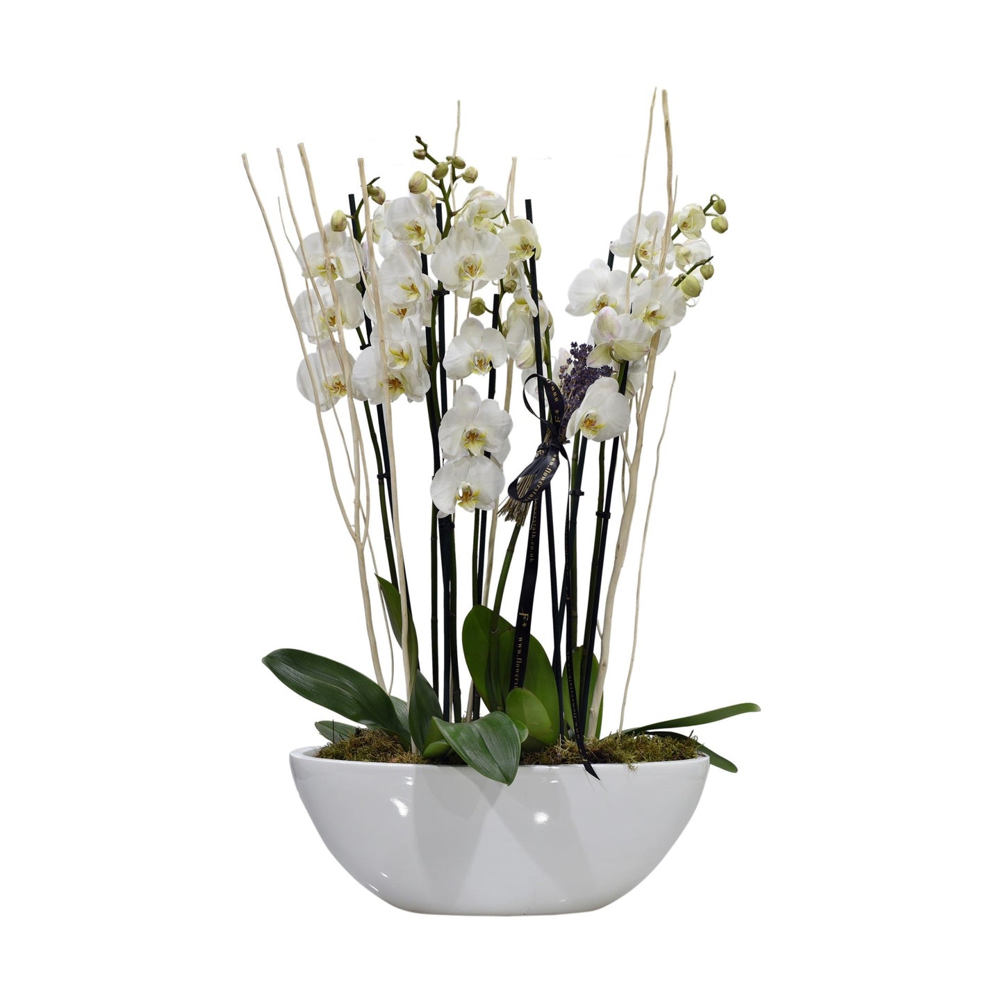 A white Phalaenopsis orchid arrangement with multiple stems in an oval-shaped container.