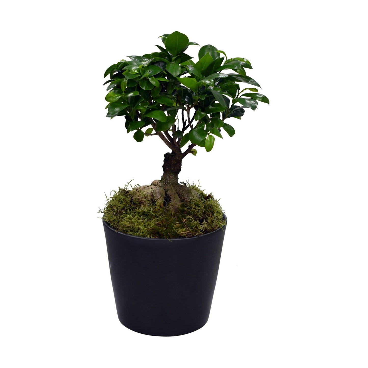 A Ficus Ginseng plant with glossy, smooth, deep green oval leaves, with its pot visible against a white background.