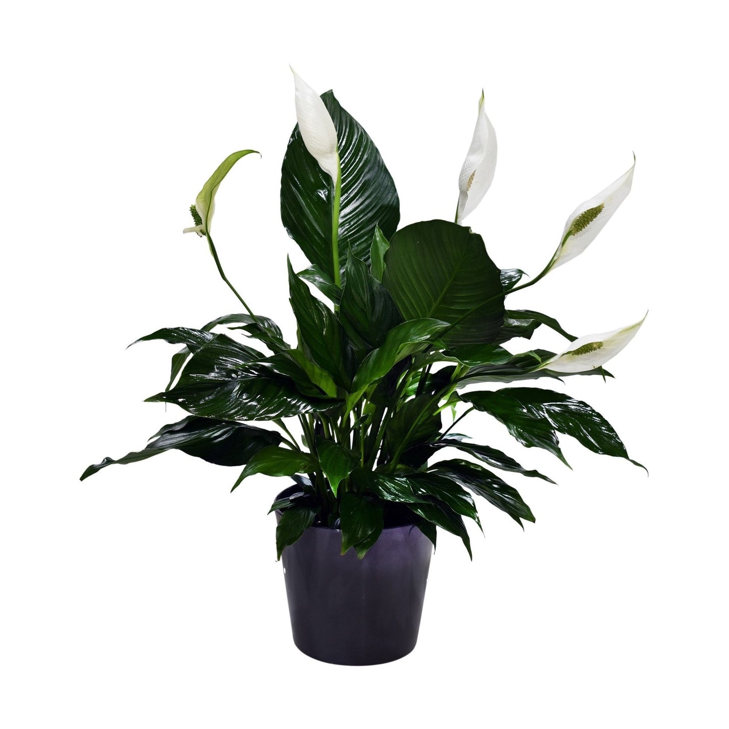 A Spathiphyllum, commonly known as a peace lily, in a ceramic container.