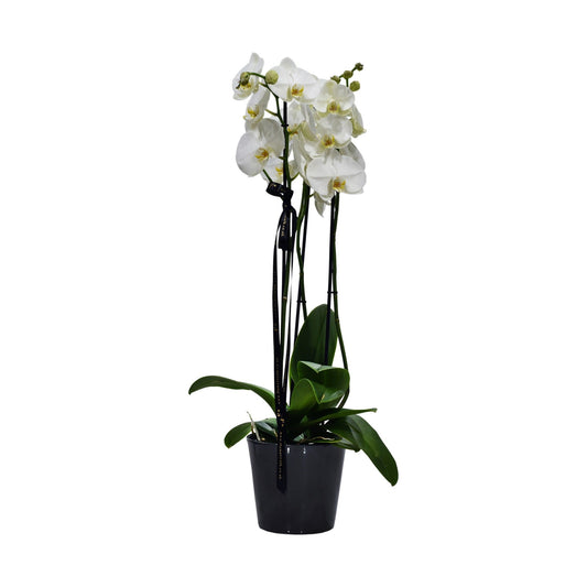 A triple-stemmed white Phalaenopsis orchid in a ceramic container, decorated with freeze-dried lavender and a ribbon.