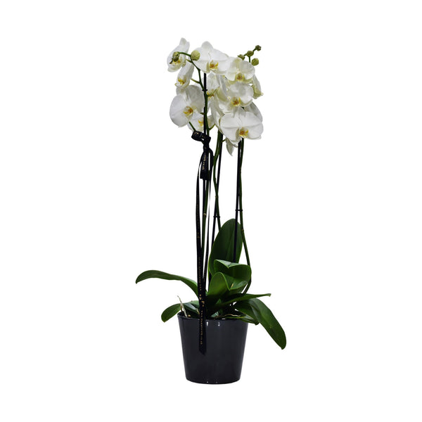 A triple-stemmed white Phalaenopsis orchid in a ceramic container, decorated with freeze-dried lavender and a ribbon.