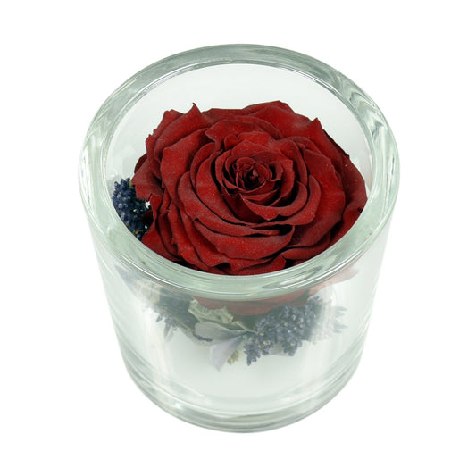 A red preserved rose arranged in a clear glass container with a white base.