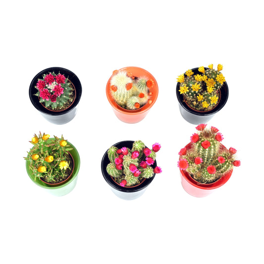 An arrangement of six colorful mini cactus plants in glass pots, each pot with a different combination of cactus and flowers.