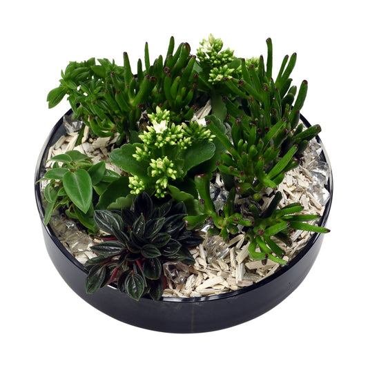 A round black ceramic container filled with an assortment of succulent plants and decorated with woodchips.