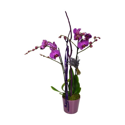 A double-stemmed pink Phalaenopsis orchid in a ceramic container, decorated with fresh moss and freeze-dried lavender, tied with a ribbon.
