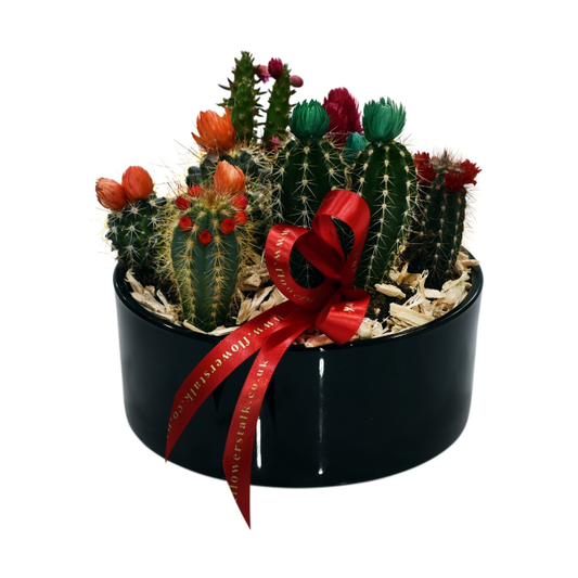 A Colourful Cactus Garden in a round black glass container, with a decorative red ribbon.
