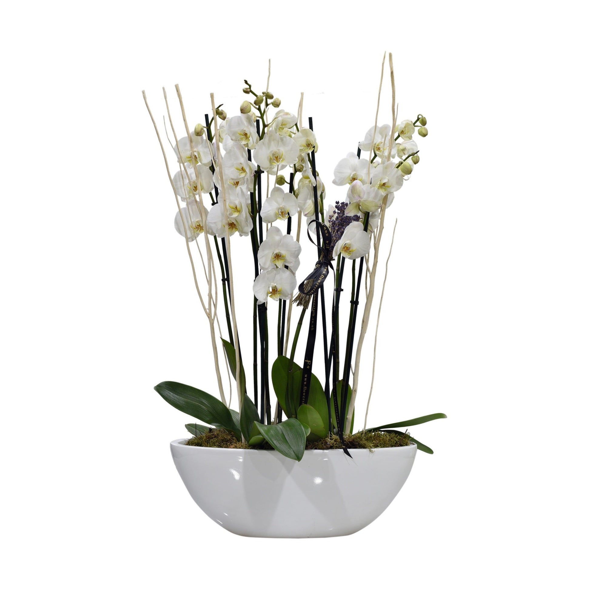 A white Phalaenopsis orchid arrangement with multiple stems in an oval-shaped container.