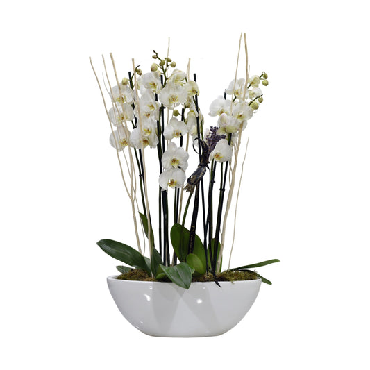 A white Phalaenopsis orchid arrangement with multiple stems in an oval-shaped container.