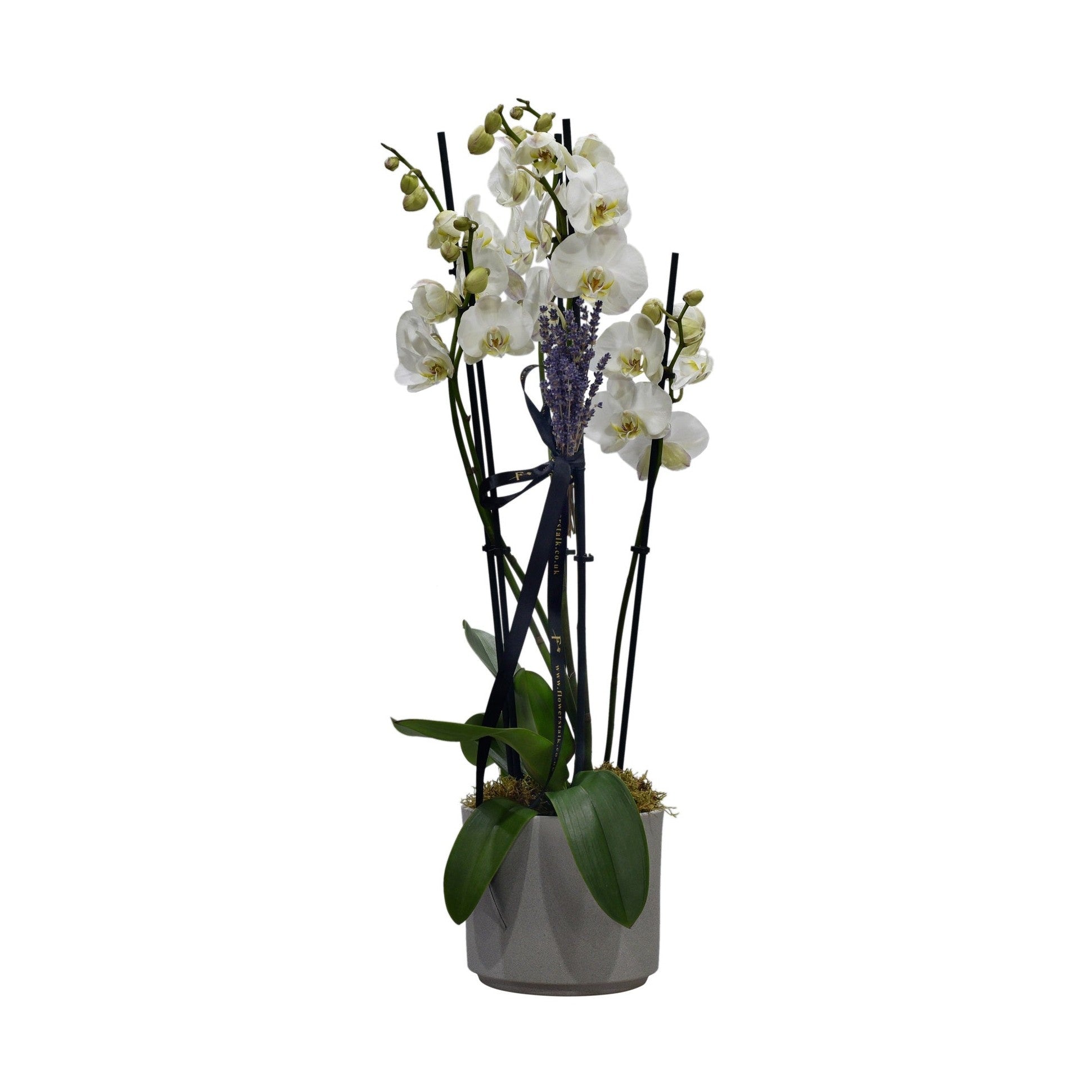 A white Phalaenopsis orchid plant with multiple stems, arranged in a ceramic container.