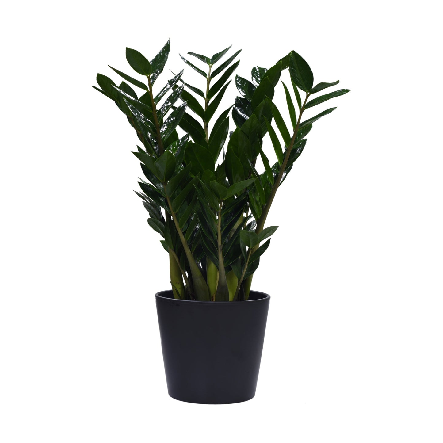 A potted Zamioculcas plant with glossy, fern-like leaves in a ceramic container.