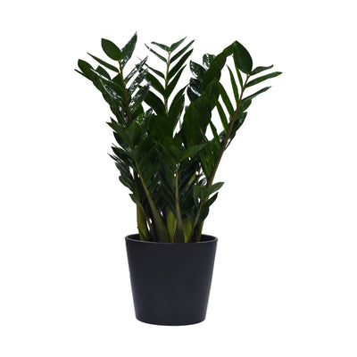 A potted Zamioculcas plant with glossy, fern-like leaves in a ceramic container.