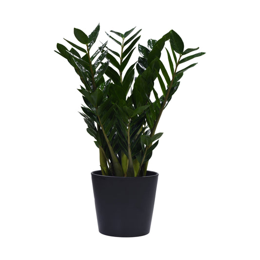 A potted Zamioculcas plant with glossy, fern-like leaves in a ceramic container.