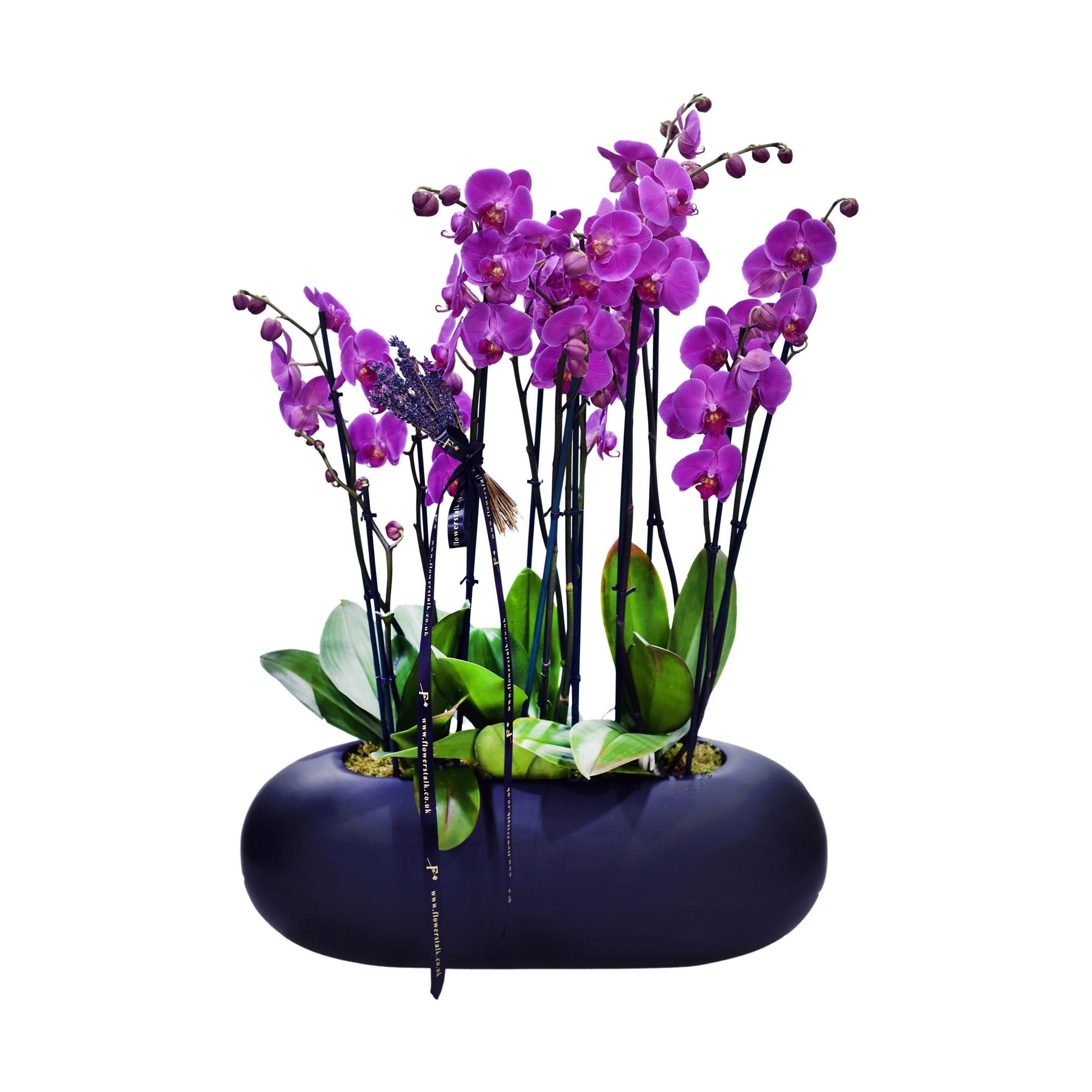 A pink Phalaenopsis orchid plant with multiple stems in an ceramic pot.