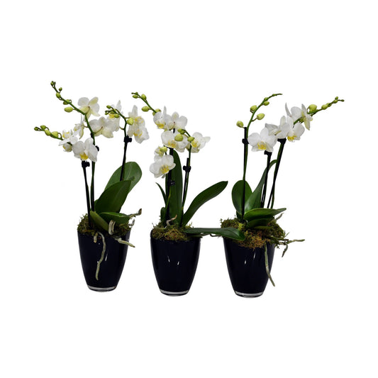 A set of three mini phalaenopsis orchid plants in black glass pots with white flowers.