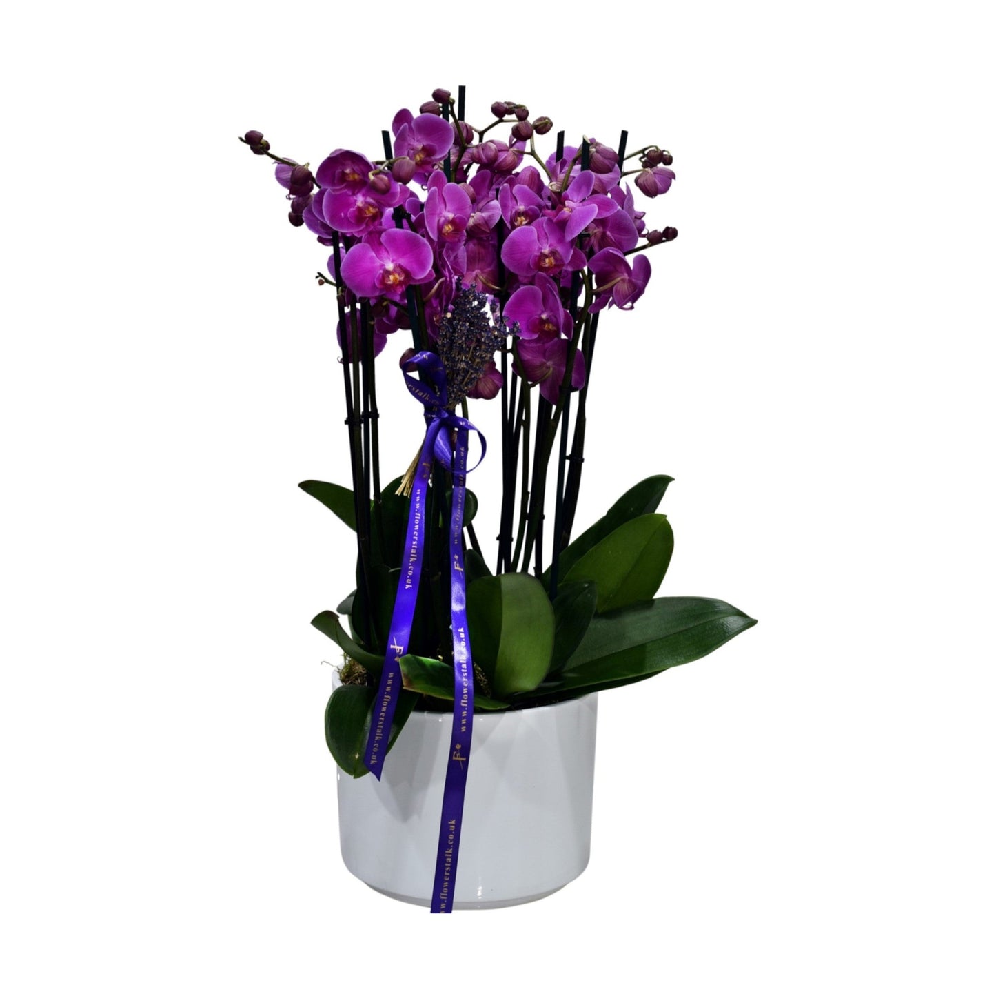 A pink phalaenopsis orchid with multiple stems in a ceramic container, decorated with a purple ribbon.