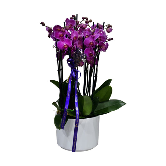 A pink phalaenopsis orchid with multiple stems in a ceramic container, decorated with a purple ribbon.