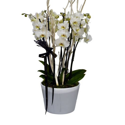 A white phalaenopsis orchid with multiple stems in a ceramic container.