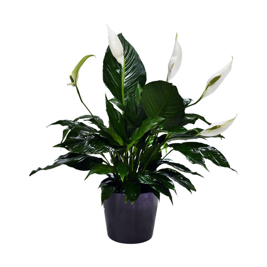 A Spathiphyllum, commonly known as a peace lily, in a ceramic container.