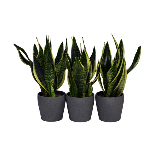 Three Sansevieria plants in ceramic pots arranged side by side against a white background.